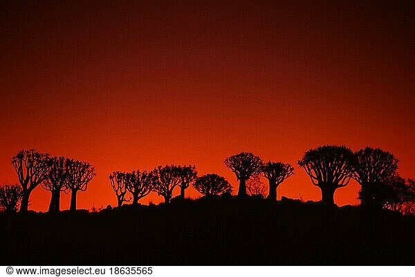 Quiver Trees  Köcherbäume (Aloe dichotoma) Namiba  Köcherbaum  Affodilgewaechse  Asphodelaceae  Namibia  Afrika