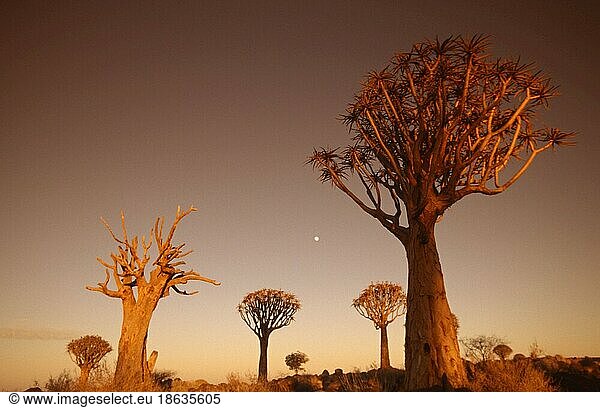 Quiver Trees  Köcherbäume (Aloe dichotoma) Namiba  Köcherbaum  Affodilgewaechse  Asphodelaceae  Namibia  Afrika