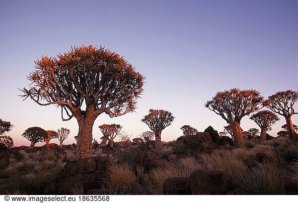 Quiver Trees  Keetmannshoop  Köcherbäume (Aloe dichotoma) Namiba  Köcherbaum  Affodilgewaechse  Asphodelaceae  Namibia  Afrika