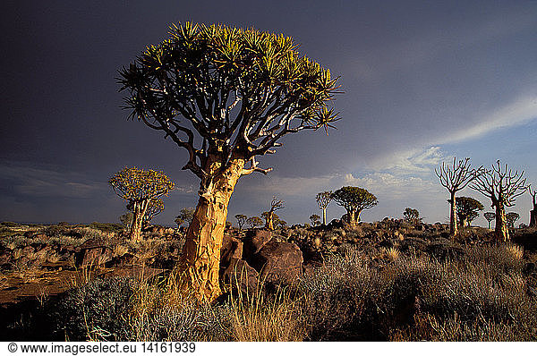 Quiver Trees Namibia