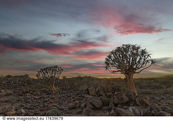 Quivertree forest or quiver tree (Aloidendron dichotomum)  Gariganus farm  Keetmanshoop  Karas region  Namibia  Africa