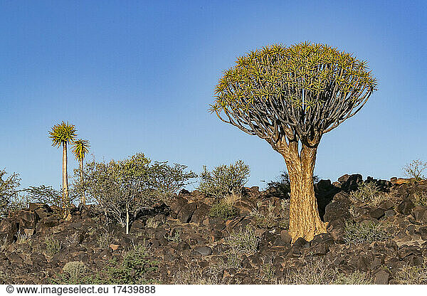 Quivertree forest or quiver tree (Aloidendron dichotomum)  Gariganus farm  Keetmanshoop  Karas region  Namibia  Africa