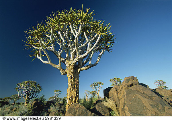 Quivertrees (Kokerbooms) in der Quivertree Forest (Kokerboomwoud),  in der Nähe von Keetmanshoop,  Namibia,  Afrika
