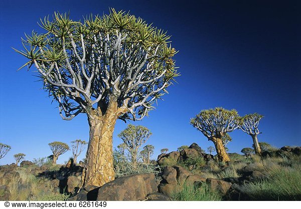 Quivertrees (Kokerbooms) in der Quivertree Forest (Kokerboomwoud), in der Nähe von Keetmanshoop, Namibia, Afrika