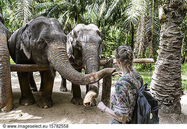 Rückansicht einer Frau  die Elefanten in einem Schutzgebiet füttert  Krabi  Thailand