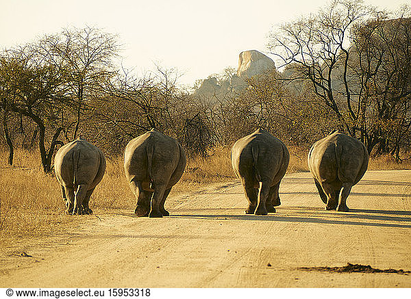 Rückansicht einer Nashornfamilie  die auf einem Feldweg geht  Krüger-Nationalpark  Südafrika