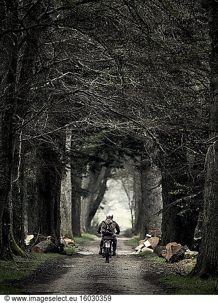 Rückansicht eines Mannes auf einem Motorrad  der eine von Bäumen gesäumte Landstraße entlang fährt.