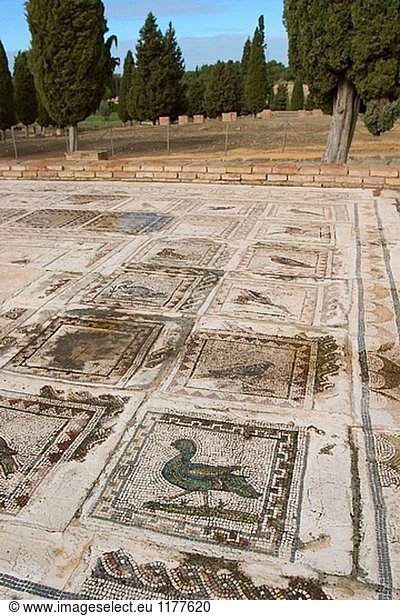 Römische Mosaik ´Casa de los Pájaros´ an Italica. Provinz Sevilla  Andalusien  Spanien