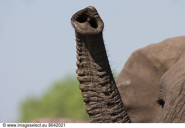 Rüssel eines afrikanischen Elefanten  Botswana