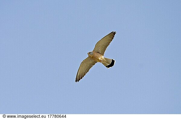 Rötelfalke  Rötelfalken (Falco naumanni)  Falke  Greifvögel  Tiere  Vögel  Lesser Kestrel adult male  in flight  Spain