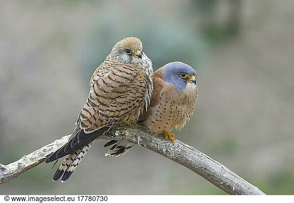 Rötelfalke  Rötelfalken (Falco naumanni)  Falke  Greifvögel  Tiere  Vögel  Lesser Kestrel adult pair  perched on Extremadura  Spain