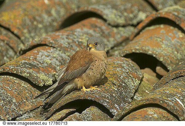 Rötelfalke  Rötelfalken (Falco naumanni)  Falke  Greifvögel  Tiere  Vögel  Lesser Kestrel Male on Spanish roof tiles