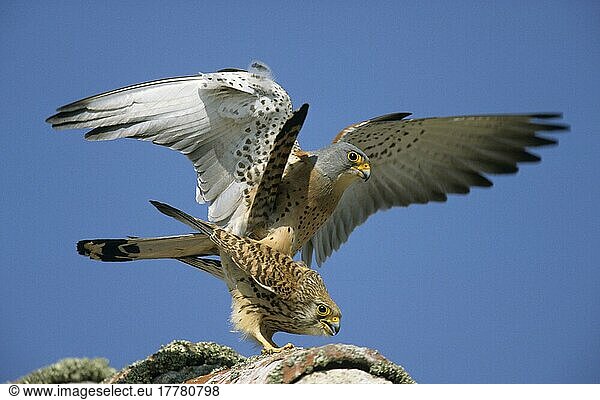 Rötelfalke  Rötelfalken (Falco naumanni)  Falke  Greifvögel  Tiere  Vögel  Lesser Kestrel Pair mating  Spain