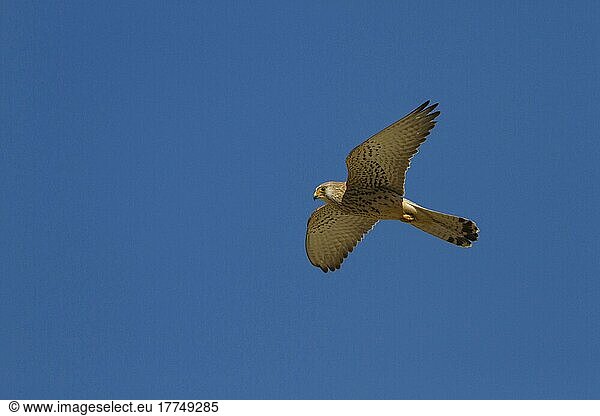 Rötelfalke  Rötelfalken  Falke  Greifvögel  Tiere  Vögel  Lesser Kestrel female in flight  Extremadura Spain