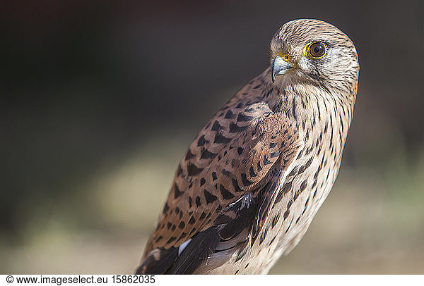 Rötelfalke weiblich Nahaufnahme oder Falco naumanni