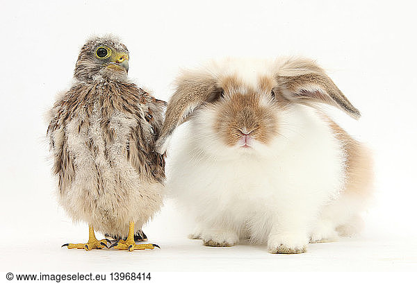 Rabbit and Kestrel Chick