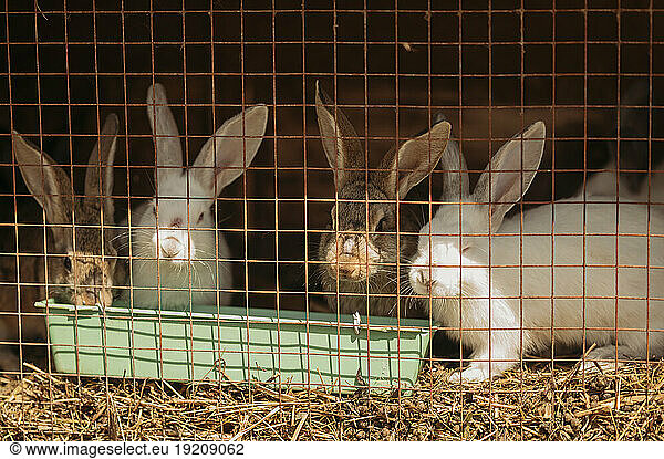 Rabbits inside metal cage at farm
