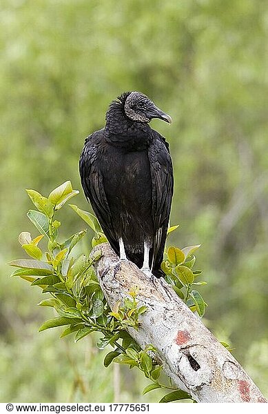 Rabengeier  Geier  Greifvögel  Tiere  Vögel  Black Vulture