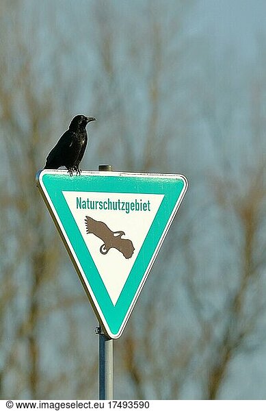 Rabenkrähe (Corvus corone)  sitzt auf einem Schild Naturschutzgebiet  Symbol für Wächter  Niederrhein  Nordrhein-Westfalen  Deutschland  Europa