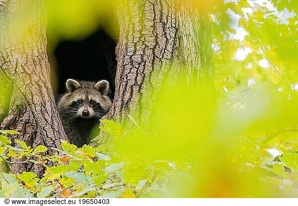 Raccoon (Procyon lotor) looking out of its tree den  autumnal ambience  Hesse  Germany  Europe