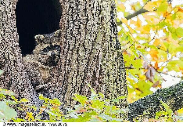 Raccoon (Procyon lotor) looking out of its tree den  autumnal ambience  Hesse  Germany  Europe