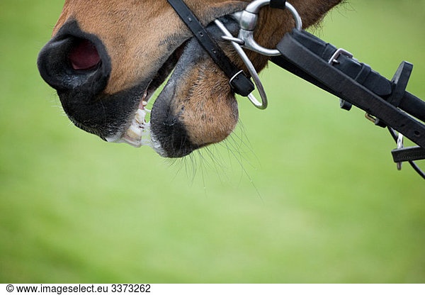 Race horse's mouth  close up