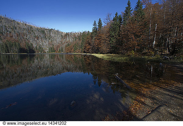Rachelsee lake in autumn season  Bavarian Forest National Parck  Bavaria  Germany  Europe
