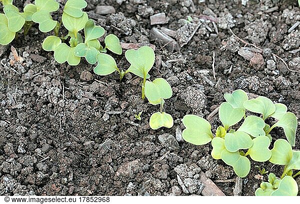 Radieschen keimen und wachsen im Garten