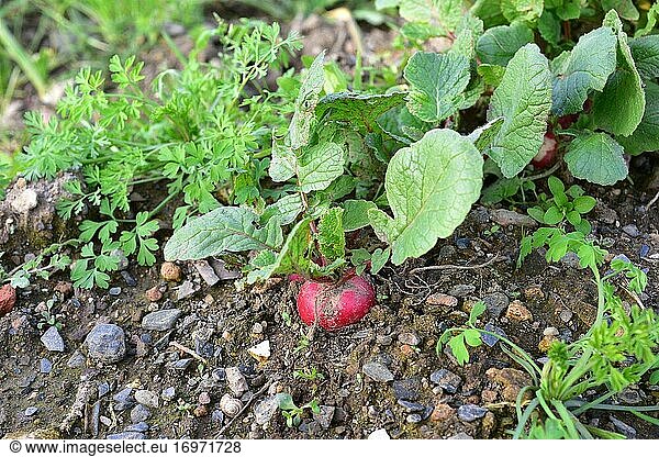 Radish (Raphanus sativus) is an annual plant of edible root. This photo was taken in Baix Llobregat  Barcelona province  Catalonia  Spain.