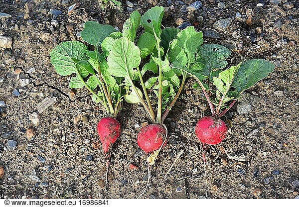 Radish (Raphanus sativus) is an annual plant of edible root. This photo was taken in Baix Llobregat  Barcelona province  Catalonia  Spain.