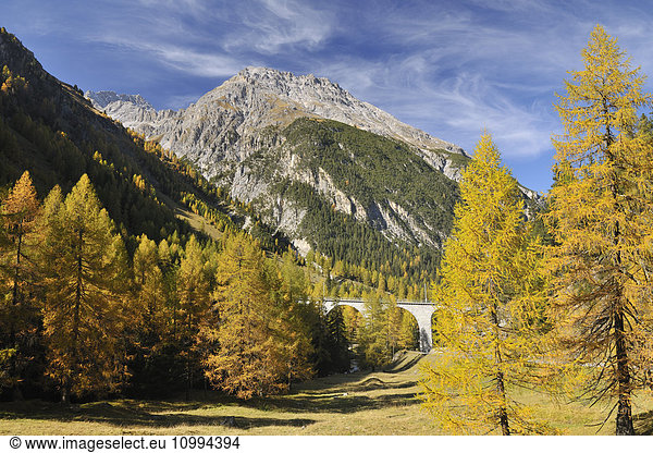 Railroad Viaduct and Autumn Larch  Albula Pass  Grisons  Switzerland