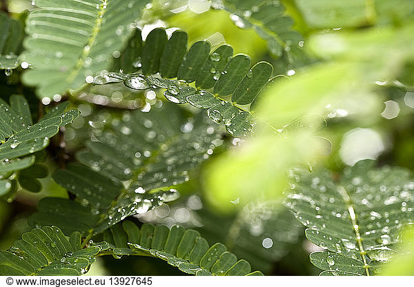 Rain Drops on Tamarind Leaves