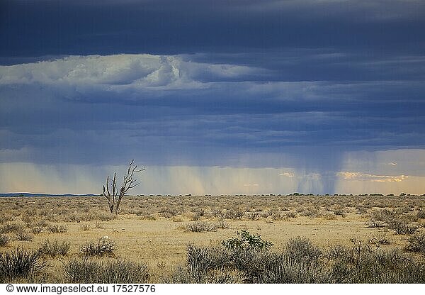 Rain over the landscape  rain clouds on the horizon  Etosha National Park  Namibia  Africa