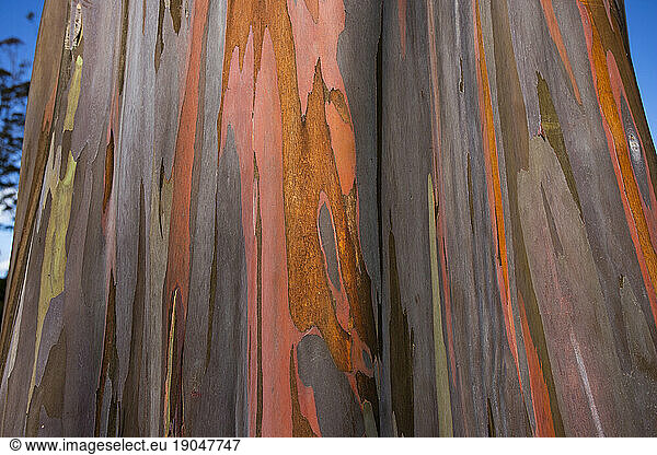 Rainbow Eucalyptus bark patterns