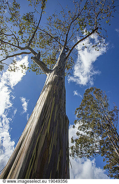 Rainbow Eucalyptus tree reaching for the blue sky  Kauai