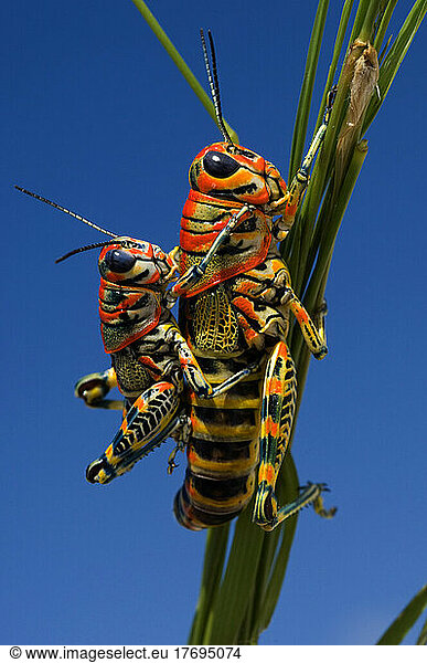 Rainbow Grasshopper mating Arizona USA