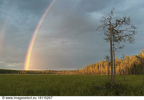 Rainbow over forest  Finland  Europe