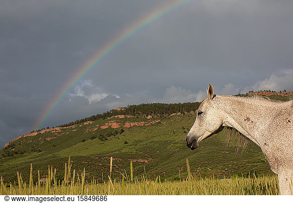 Rainbow over mountain with horse to the side