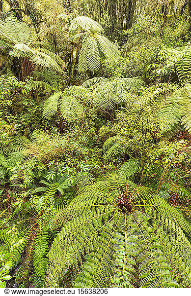 Rainforest and ferns  Fiordland National Park  South Island  New Zealand