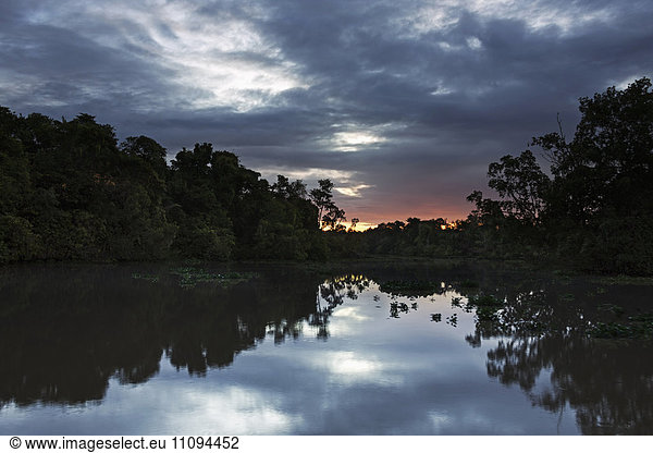 Rainforest at the shore of river  Orinoco River  Orinoco Delta  Venezuela