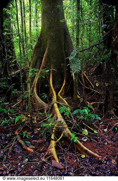 Rainforest habitat  with detail of buttress roots  Wooroonooran National Park  Atherton Tablelands  Queensland  Australia. (Photo by: Auscape/UIG)