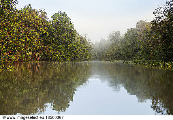 Rainforest on shore of river  Orinoco River  Orinoco Delta  Venezuela