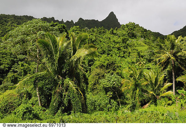 Rainforest  Takuvaine Valley  Rarotonga  Cook Islands