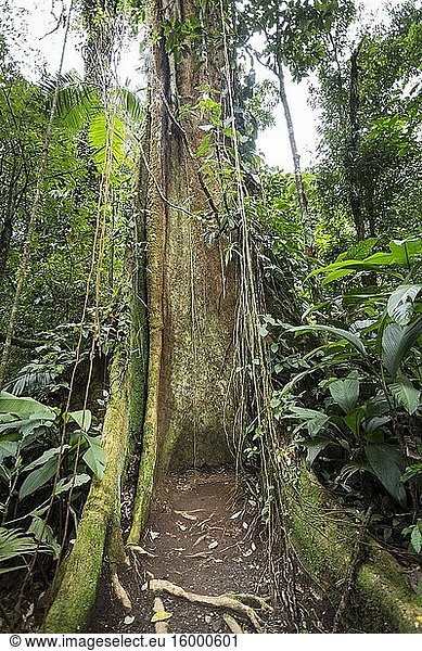 Rainforest tree with vines competing for light  water and nitrogen  Sensoria  tropical rainforest reserve  Rincon de la Vieja  Provincia de Alajuela  Costa Rica.