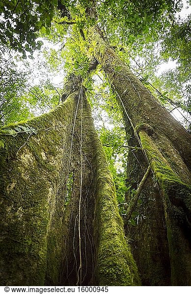 Rainforest tree with vines competing for light  water and nitrogen  Sensoria  tropical rainforest reserve  Rincon de la Vieja  Provincia de Alajuela  Costa Rica.