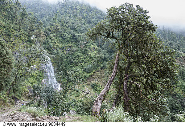 Rainforest trees mist mountains waterfall