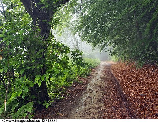 Rainy spring afternoon at Coll Sobirana site. Sweet Chestnut tree (Castanea sativa) and foggy beech forest (Fagus sylvatica). Montseny Natural Park. Barcelona province  Catalonia  Spain.