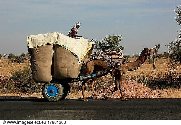 Rajasthan  loaded cart pulled by a dromadar  camel team on a country road  North India  India  Asia