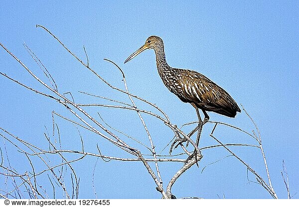 Rallenkranich (Aramus guarauna)  das Gelege enthält in der Regel 5  7 Eier (Foto Rallenkranich Altvogel)  Limpkin  the female lays usually 5 to 7 eggs (Courlan) (Photo Limpkin adult bird)