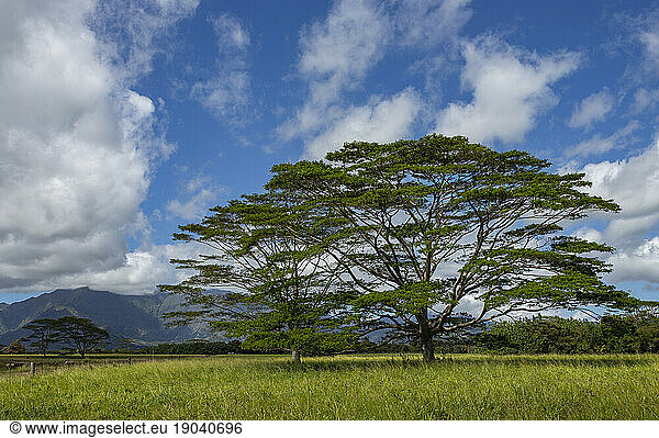 Ranch land with mountain backdrop  Kauai